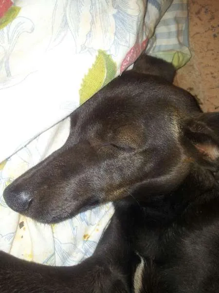 Cachorro ra a Pinscher idade  nome sem nome