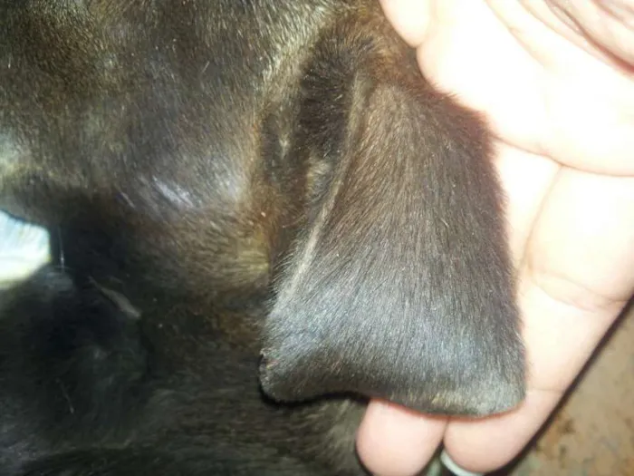 Cachorro ra a Pinscher idade  nome sem nome
