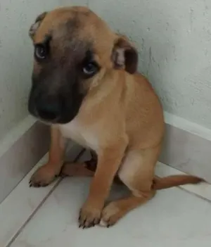 Cachorro raça vira lata idade 2 a 6 meses nome não tem