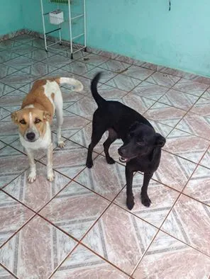 Cachorro ra a Vira Lata  idade 1 ano nome Loira e Pretinho