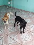 Loira e Pretinho