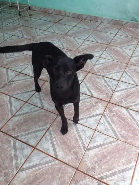 Cachorro ra a Vira Lata  idade 1 ano nome Loira e Pretinho