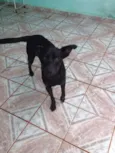 Loira e Pretinho