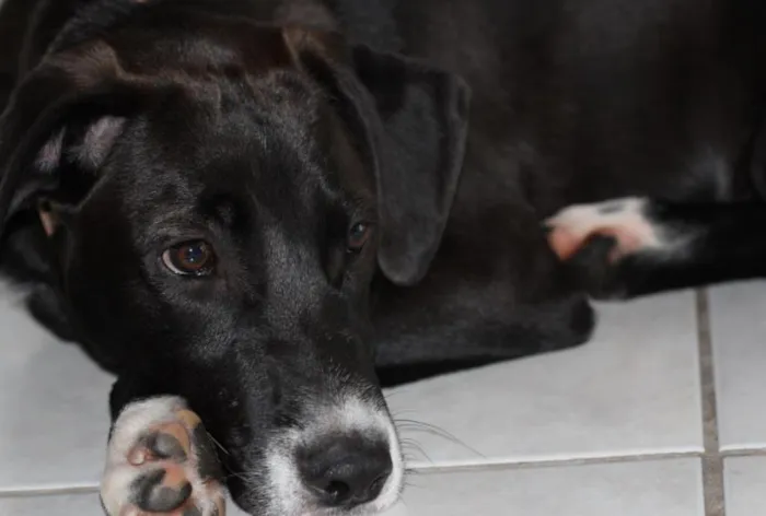 Cachorro ra a Golden+Mista idade 7 a 11 meses nome Wind