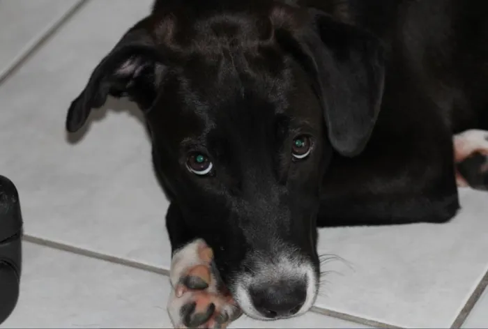 Cachorro ra a Golden+Mista idade 7 a 11 meses nome Wind
