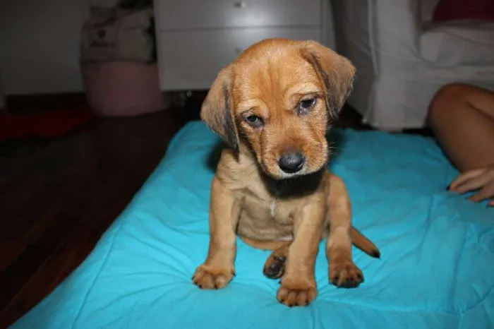 Cachorro ra a Viralata idade 2 a 6 meses nome Pingo