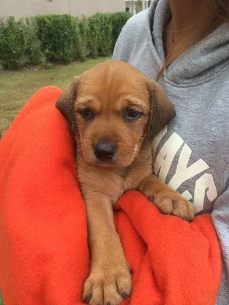 Cachorro ra a Viralata idade 2 a 6 meses nome Pingo