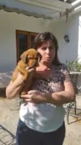 Pingo