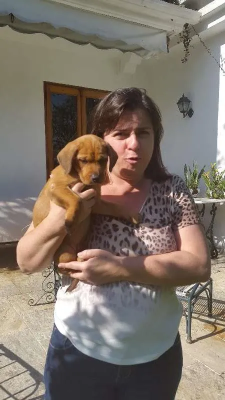 Cachorro ra a Viralata idade 2 a 6 meses nome Pingo