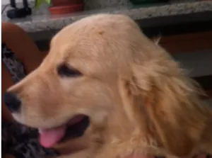 Cachorro raça Golden idade 2 a 6 meses nome Bob
