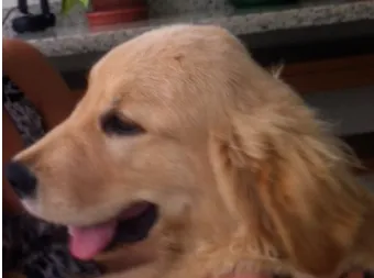 Cachorro ra a Golden idade 2 a 6 meses nome Bob