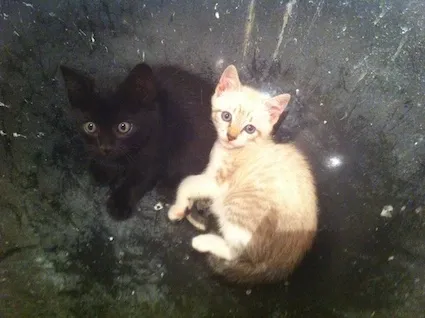 Gato ra a  idade Abaixo de 2 meses nome sem nome