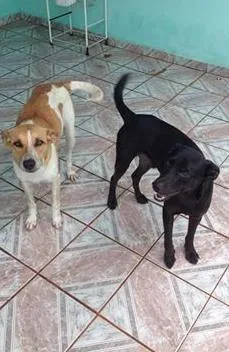 Cachorro ra a Vira Lata  idade 1 ano nome Loira e Pretinho