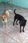 Loira e Pretinho