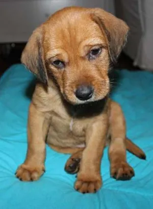 Cachorro raça Viralata idade 2 a 6 meses nome Pingo