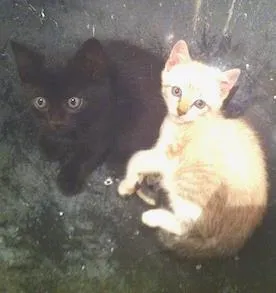 Gato ra a  idade Abaixo de 2 meses nome sem nome