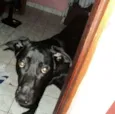 Apolo Henrique