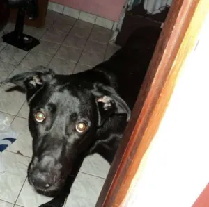 Cachorro raça Mestiço de Labrador idade 1 ano nome Apolo Henrique