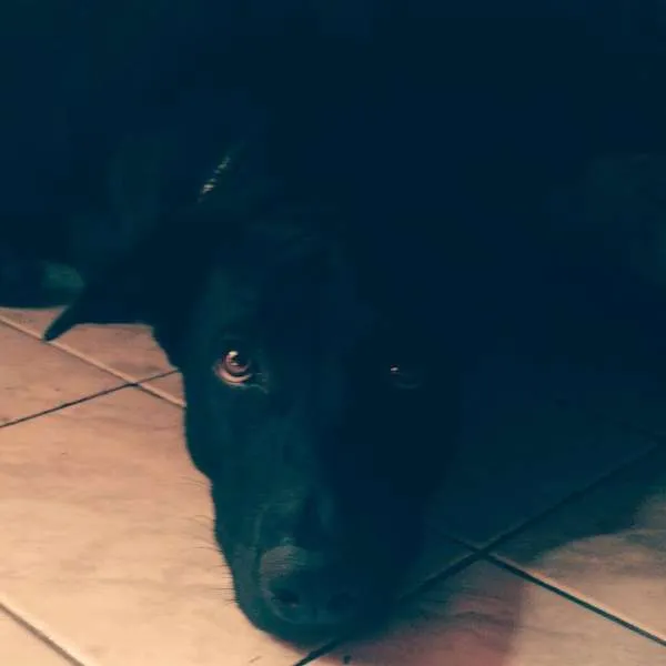 Cachorro raça Mestiço de Labrador idade 1 ano nome Apolo Henrique