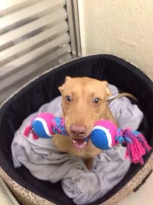 Cachorro raça SRD idade 2 anos nome Olivia