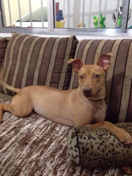 Cachorro ra a SRD idade 2 anos nome Olivia