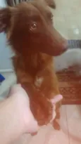 MARROM