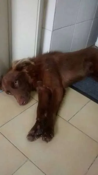 Cachorro ra a SRD idade 1 ano nome MARROM