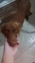 MARROM