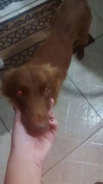 Cachorro ra a SRD idade 1 ano nome MARROM
