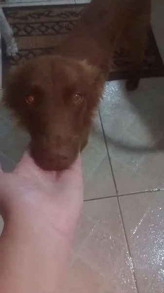 Cachorro ra a SRD idade 1 ano nome MARROM