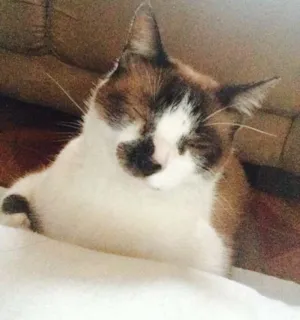 Gato raça SRD idade 4 anos nome LAMPIÃO
