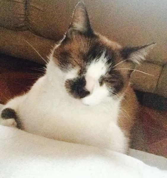 Gato ra a SRD idade 4 anos nome LAMPIÃO
