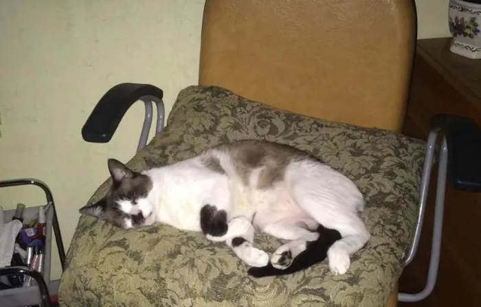 Gato ra a SRD idade 4 anos nome LAMPIÃO
