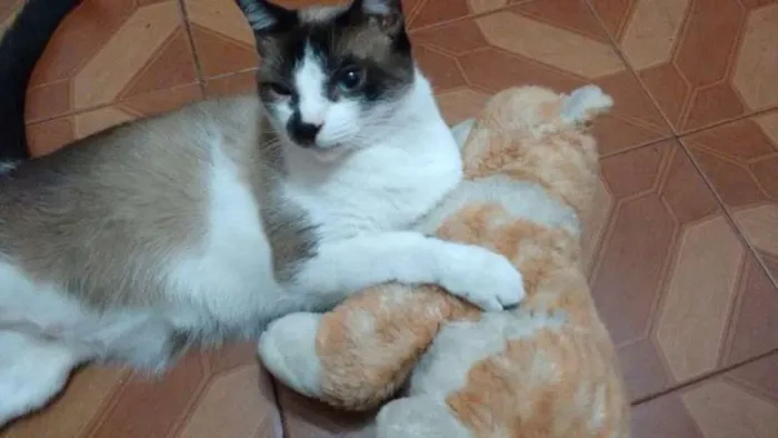 Gato ra a SRD idade 4 anos nome LAMPIÃO