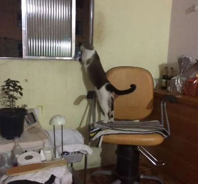 Gato ra a SRD idade 4 anos nome LAMPIÃO