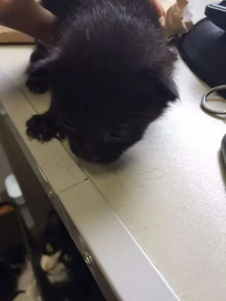 Gato ra a  idade Abaixo de 2 meses nome Preta e Pretinha