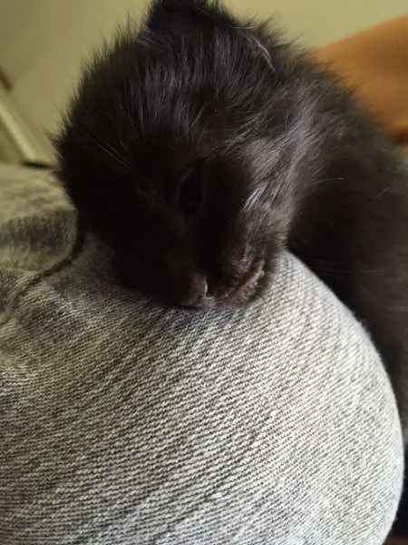 Gato ra a  idade Abaixo de 2 meses nome Preta e Pretinha
