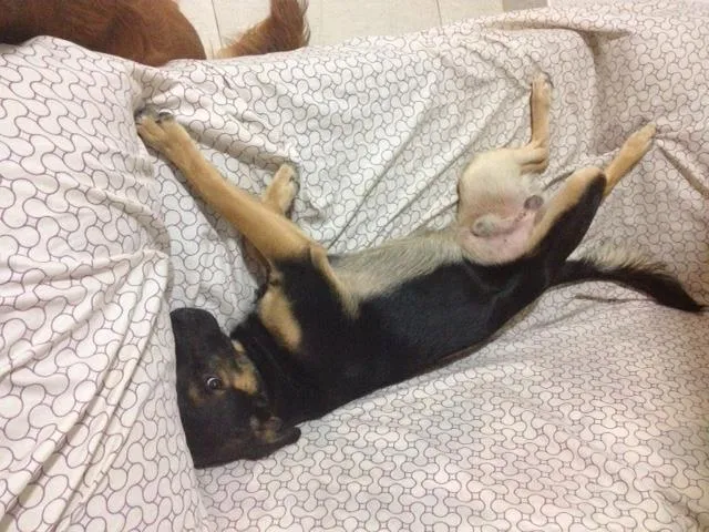 Cachorro raça SRD idade 7 a 11 meses nome Chico