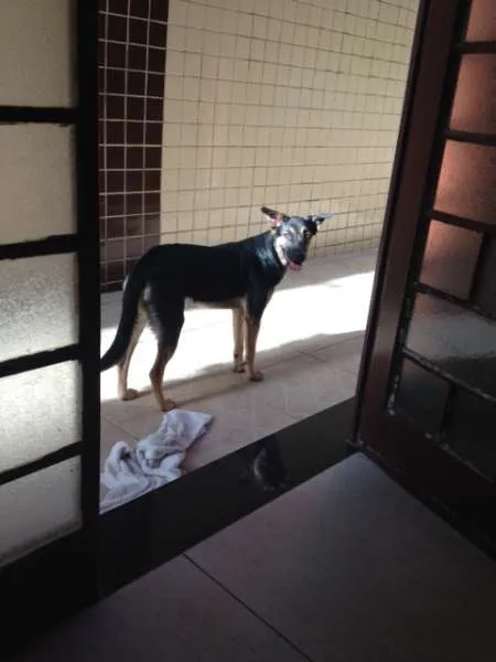Cachorro raça SRD idade 7 a 11 meses nome Chico