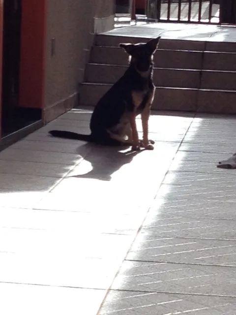 Cachorro raça SRD idade 7 a 11 meses nome Chico