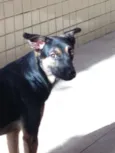 Chico