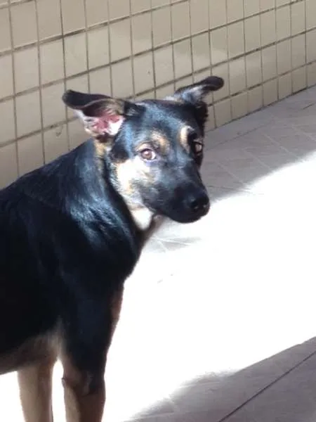 Cachorro raça SRD idade 7 a 11 meses nome Chico