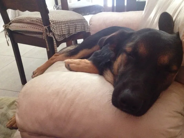 Cachorro raça SRD idade 7 a 11 meses nome Chico