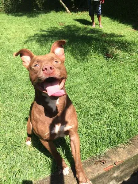 Cachorro ra a Pit-Bull idade 2 anos nome ZECA