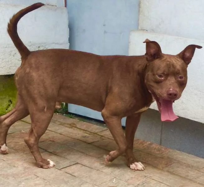 Cachorro ra a Pit-Bull idade 2 anos nome ZECA