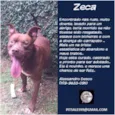 ZECA