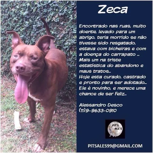 Cachorro ra a Pit-Bull idade 2 anos nome ZECA