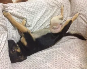 Cachorro raça SRD idade 7 a 11 meses nome Chico