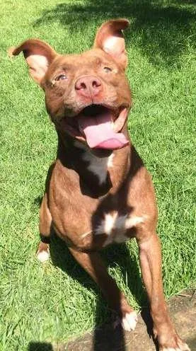 Cachorro raça Pit-Bull idade 2 anos nome ZECA