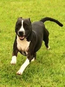 Cachorro raça Pit-Bull idade 5 anos nome THOR